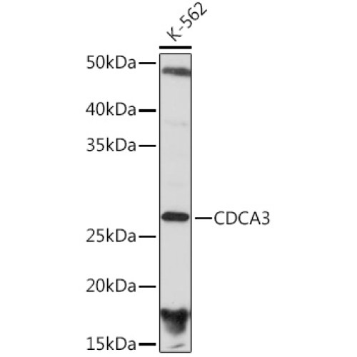 CDCA3 Rabbit mAb