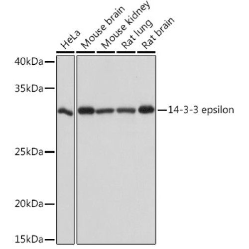 14-3-3 epsilon Rabbit mAb