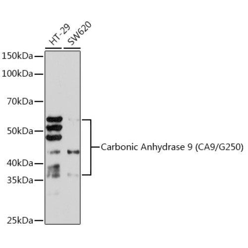 Carbonic Anhydrase 9 (CA9/G250) Rabbit mAb