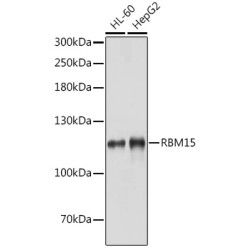 RBM15 Rabbit pAb