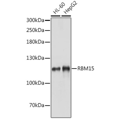 RBM15 Rabbit pAb