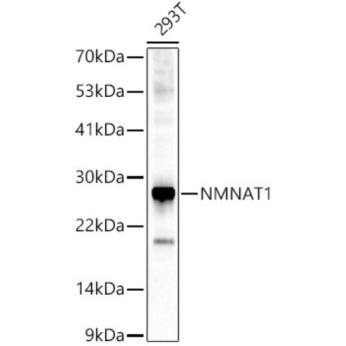NMNAT1 Rabbit pAb