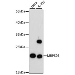MRPS26 Rabbit pAb