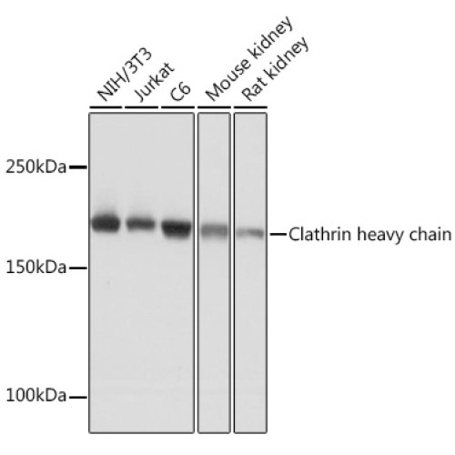 Clathrin heavy chain Rabbit mAb
