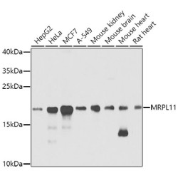 MRPL11 Rabbit pAb