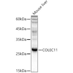 COLEC11 Rabbit pAb