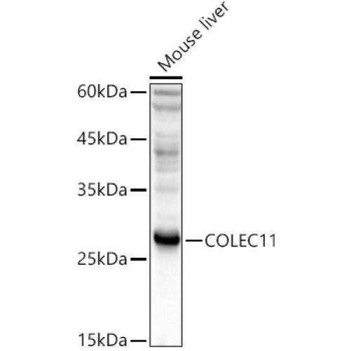 COLEC11 Rabbit pAb