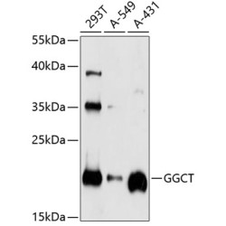 GGCT Rabbit pAb