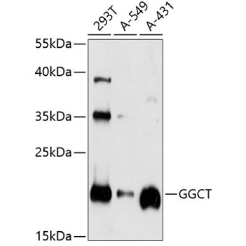 GGCT Rabbit pAb