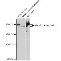 Myosin heavy chain Rabbit mAb