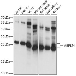 MRPL24 Rabbit pAb