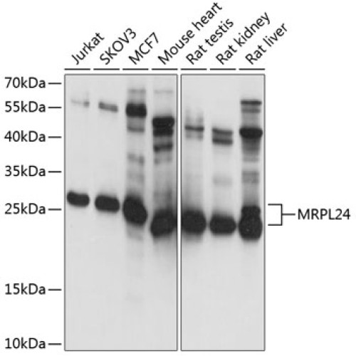 MRPL24 Rabbit pAb