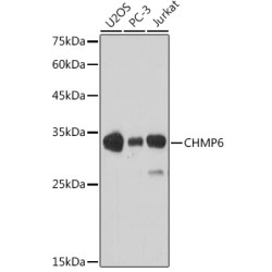 CHMP6 Rabbit pAb