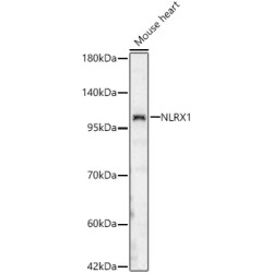 NLRX1 Rabbit pAb