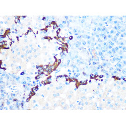 GLP-1 Rabbit mAb
