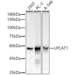 LPCAT1 Rabbit pAb