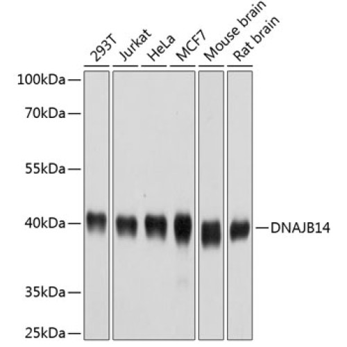 DNAJB14 Rabbit pAb