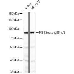 PI3 Kinase p85 alpha Rabbit mAb