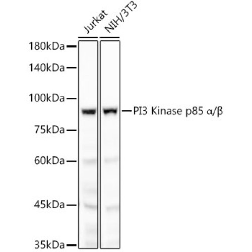PI3 Kinase p85 alpha Rabbit mAb
