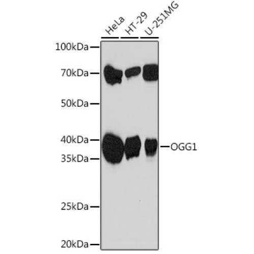 OGG1 Rabbit mAb