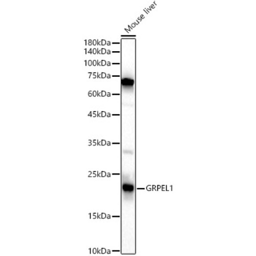 GRPEL1 Rabbit pAb