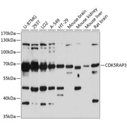 CDK5RAP3 Rabbit pAb