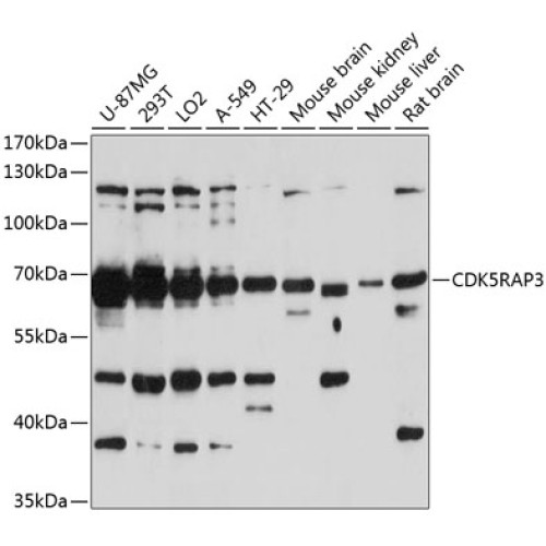 CDK5RAP3 Rabbit pAb