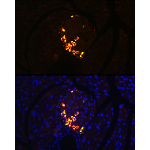 GLP-2 Rabbit mAb