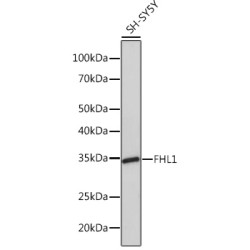 FHL1 Rabbit mAb