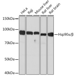 Hsp90α/β Rabbit mAb