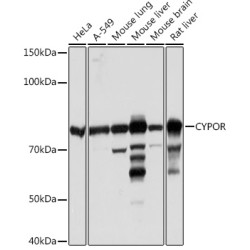CYPOR Rabbit mAb