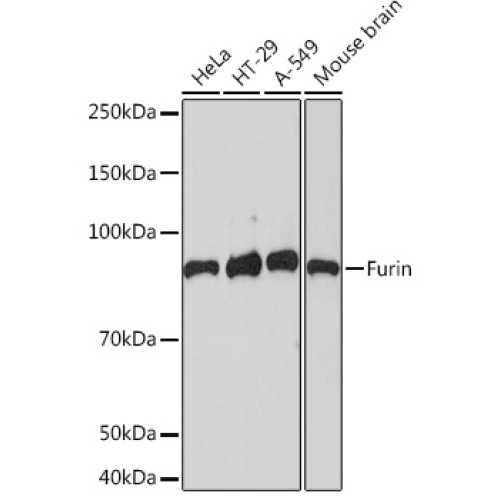 Furin Rabbit mAb
