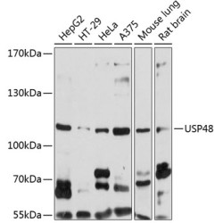 USP48 Rabbit pAb