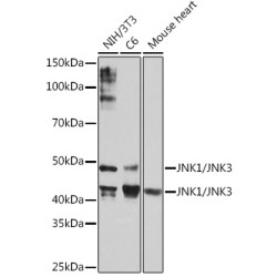 JNK1/JNK3 Rabbit mAb