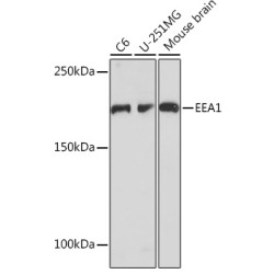 EEA1 Rabbit mAb