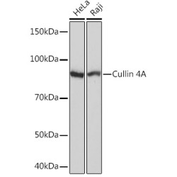 Cullin 4A Rabbit mAb