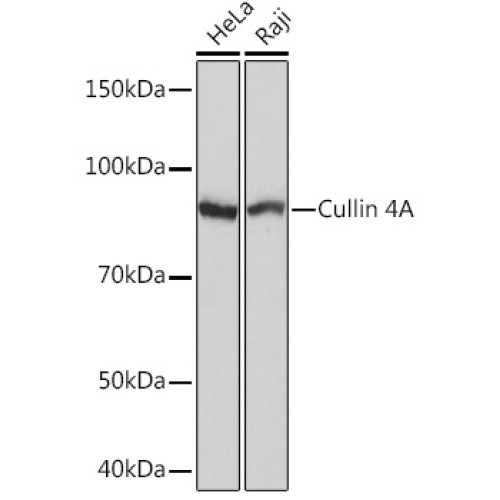 Cullin 4A Rabbit mAb