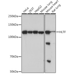 HLTF Rabbit mAb