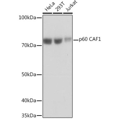 p60 CAF1 Rabbit mAb
