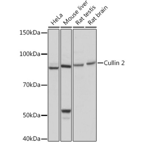 Cullin 2 Rabbit mAb