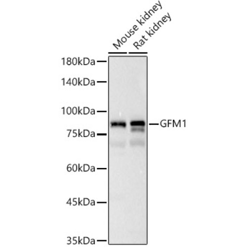 GFM1 Rabbit pAb