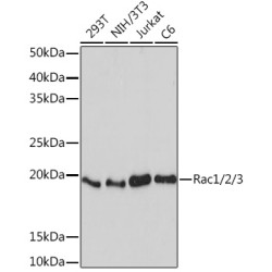 Rac1/2/3 Rabbit mAb