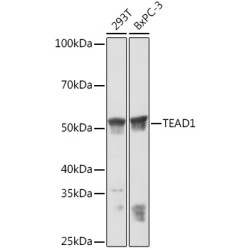 TEAD1/2/3/4 Rabbit mAb