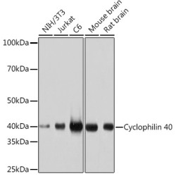 Cyclophilin 40 Rabbit mAb