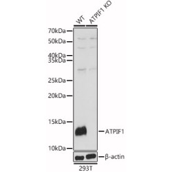 [KO Validated] ATPIF1 Rabbit pAb