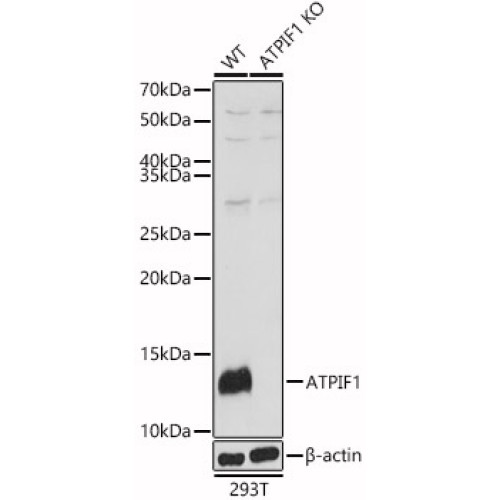 [KO Validated] ATPIF1 Rabbit pAb