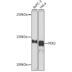 PER2 Rabbit mAb