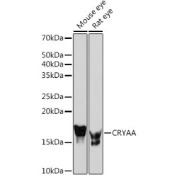 CRYAA Rabbit mAb