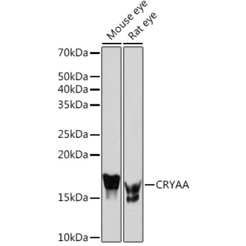 CRYAA Rabbit mAb