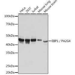 EBP1/PA2G4  Rabbit mAb